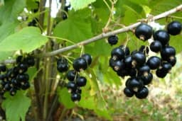 Kada se sadi ribizla, kako pripremiti sadnice i odrediti rastojanje?