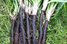 Crni korijen - Način uzgoja i upotreba u kulinarstvu