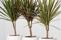 Dracena - Njega, presađivanje i razmnožavanje