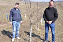 Zaradio u Lincu, zasadio u Loparama