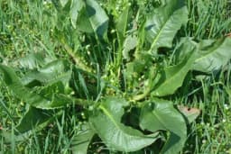 U proljeće jedite što više ZELJA - Mnogo vitamina i malo kalorija