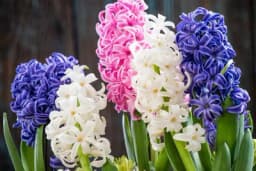 Otkrivamo koje će tri cvjetnice biti najtraženije ovog proljeća, a lako ih je uzgojiti