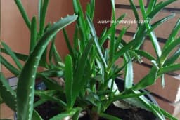 Nekoliko savjeta za bolji uzgoj ALOE VERE