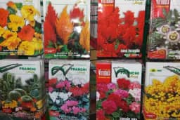 Sjetva cvijeća iz kesice