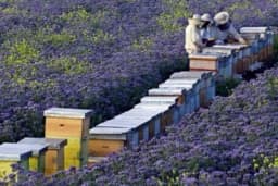 Facelija medonosna biljka na radost pčela