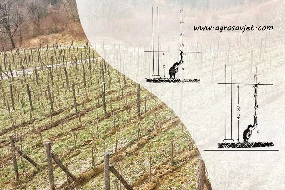 gijov način rezidbe