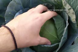 Rasađivanje ranog kupusa