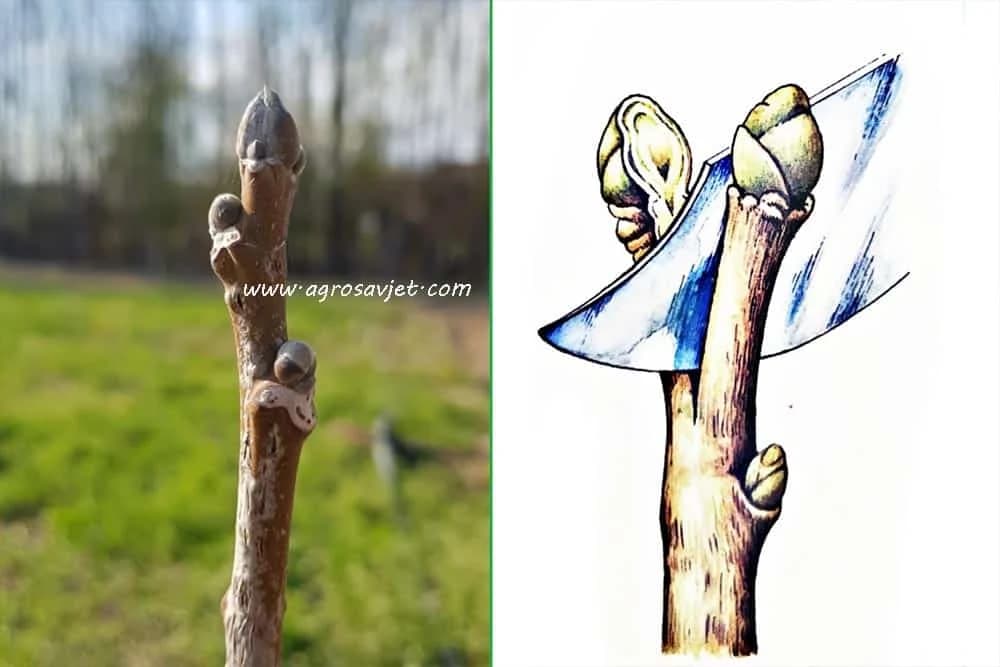kalemljenje oraha