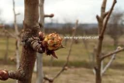 Zaštita kruške u fazi razvoja prvih listića!