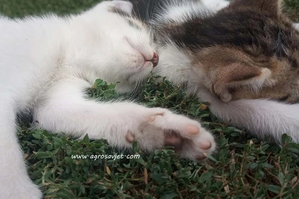 mačke koje spavaju
