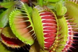 Biljka mesožderka - Pravila za uspješno gajenje