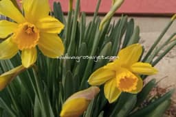 Narcis - Da biste se ovom cvijetu divili i sljedeće godine slijedite ove savjete