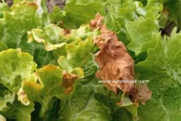 Plamenjača zelene salate - Simptomi i zaštita!