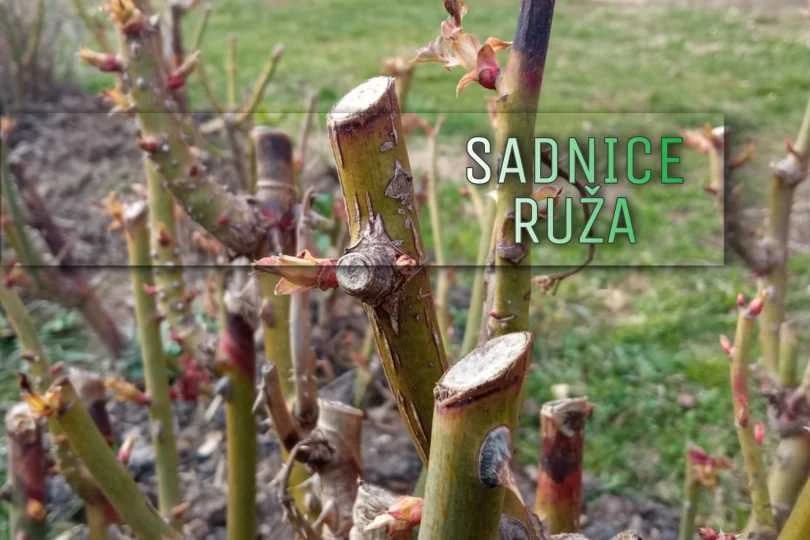 Sadnice ruža