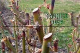 Kako odabrati sadnice ruža i ne pogriješiti pri kupovini