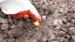 Kako posaditi crveni luk da biste imali dobar prinos?