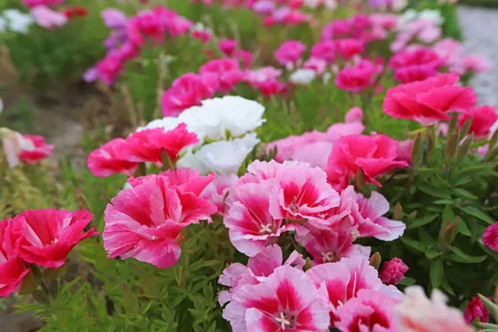 Klarkia je cvijet koji će vašu baštu ili terasu pretvoriti u rajski vrt