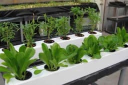 Gajenje biljaka u saksiji tehnikom Ebb-Flood