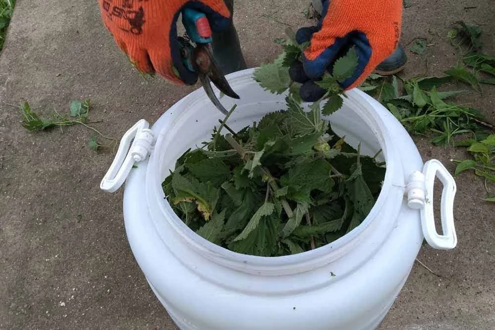 Insekticid i đubrivo od koprive - Kako da ih pripremimo?