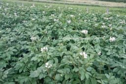 Kako do najboljeg prinosa krompira?