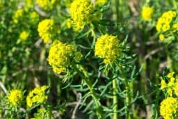 Obična mlječika - Otrovna biljka koju viđamo na svakoj livadi