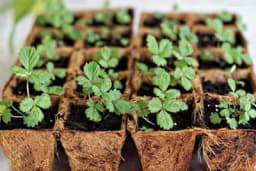 Razmnožavanje jagoda sjemenom