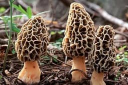 Smrčak - Gljiva poznata kao vjesnik proljeća