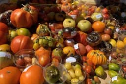 Dvadesettrogodišnjak iz Trna uzgaja 420 sorti paradajza