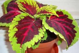 Ukrasna kopriva - Biljka koju krase listovi, a ne cvijet