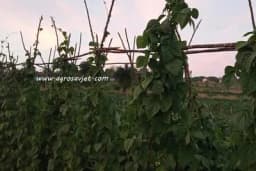 Proljećna sjetva BORANIJE