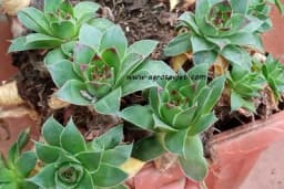 Uvijek živa - Evo zašto svaka kuća mora imati čuvarkuću