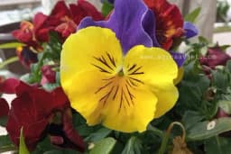 Prava biljka za jesen - Kako se gaji DAN I NOĆ?