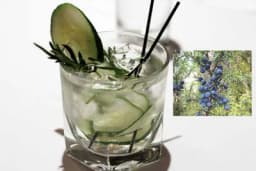 Zašto je zdravo popiti čašicu džina?