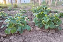 Navodnjavanje jagodnjaka se mora obavljati zbog plitkog korijenovog sistema jagode