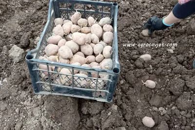 Suša umanjila prinose krompira