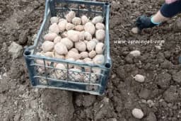 Prednosti sadnje naklijalih krtola