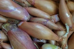 Luk šalot - Najslađi mladi luk koji ćete ikada probati