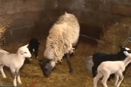 Čudo na imanju kod Laktaša - Ovca ojagnjila petorke /VIDEO/