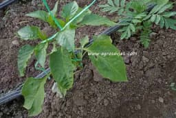 Paprika je izuzetno osjetljiva na niske temperature