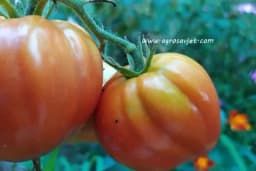 5 ključnih koraka do savršenih plodova paradajza