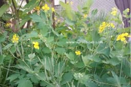 ROSOPAS ILI RUSA TRAVA – Recept za prirodni lijek protiv bradavica