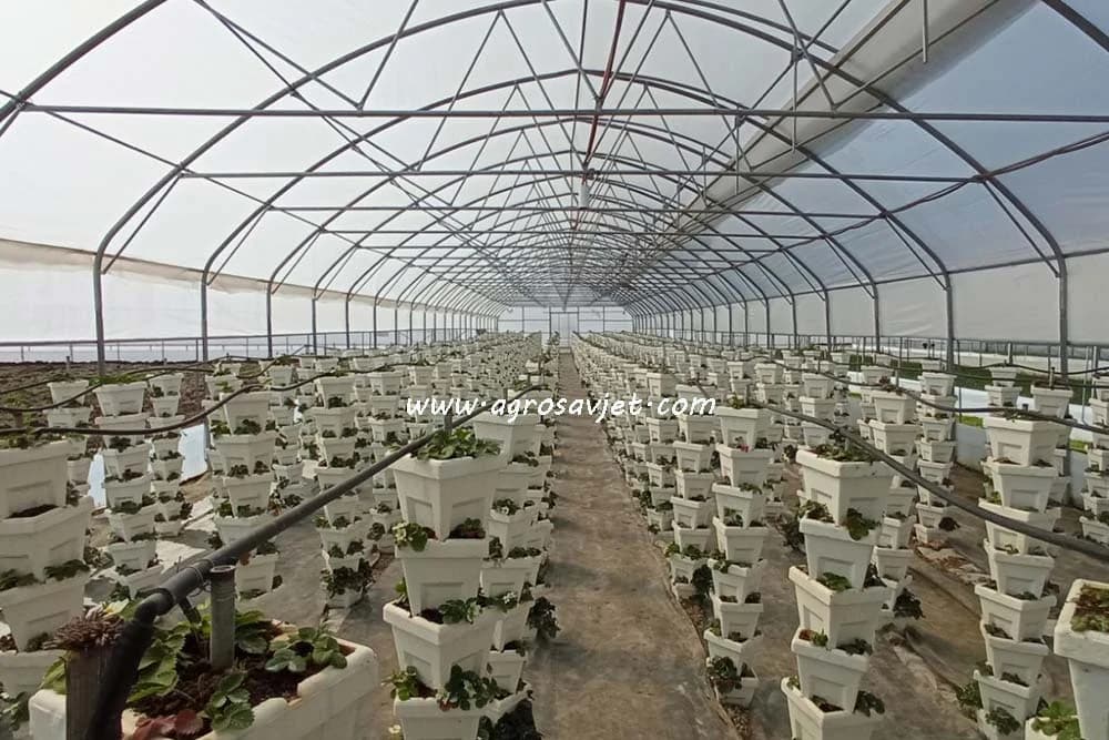 Vertikalni uzgoj jagoda