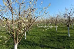 Azotna đubriva u voćnjaku se primjenjuju u više navrata