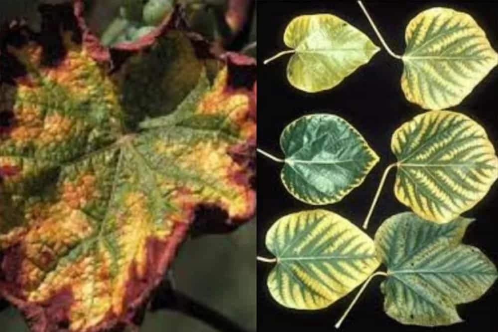 znaci nedostataka elemnata