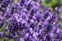 Ako u bašti želite imati lavandu osigurajte joj ove uslove