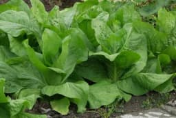 Radič - Uzgoj i pospješivanje ove salate