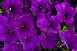 Supertunija - Petunija otporna na sunce i sušu