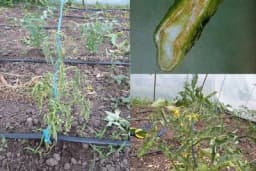 Fuzariozno uvenuće - Bolest koja napada paradajz, papriku i plavi patlidžan