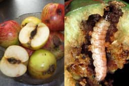 Jabukin smotavac najznačajnija štetočina jabuke