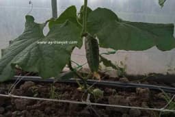 Neizostavne mjere njege KRASTAVCA za postizanje dobrih rezultata